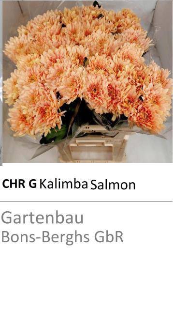 <h4>CHR G KALIMBA SALMON</h4>