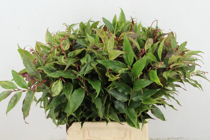 <h4>LEUCOTHOE FONT RAINB 050CM</h4>