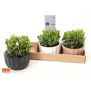 Crassula Mixed 15Ø 15cm