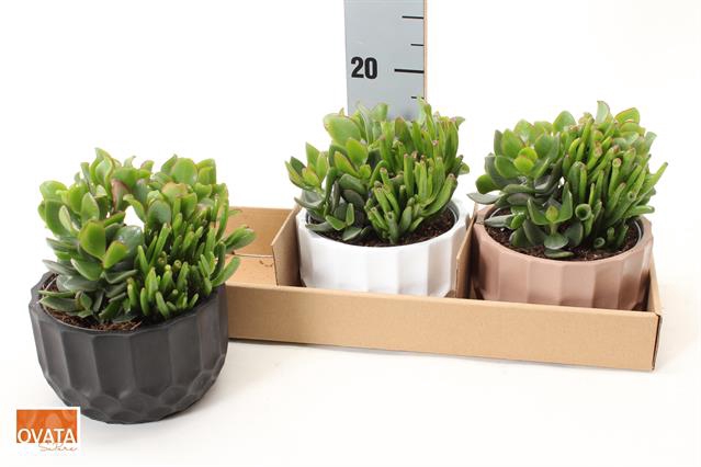 Crassula Mixed 15Ø 15cm