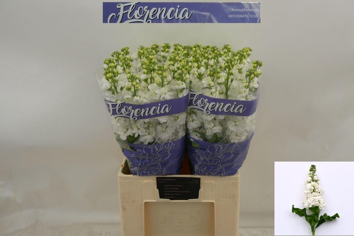 <h4>MATTH AIDA WHITE</h4>