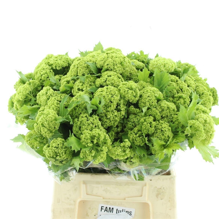 <h4>VIBURNUM ROSEUM ST</h4>