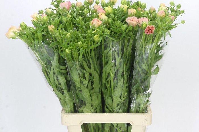 Ranunculus Magical Mascarpone