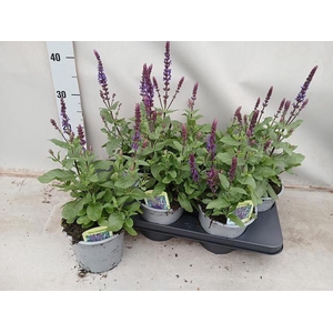 SALVIA NE OV