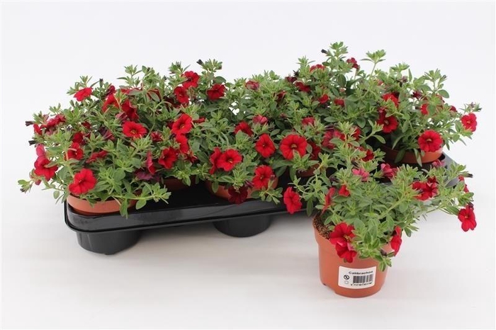 <h4>Calibrachoa Red</h4>