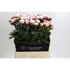 Paeonia Reine Hortense