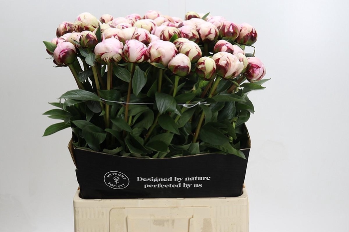 <h4>Paeonia Reine Hortense</h4>