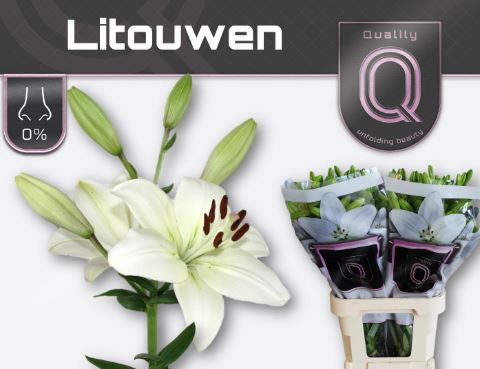 <h4>LILIUM LONG. X ASI. 'LITOUWEN' LI L</h4>