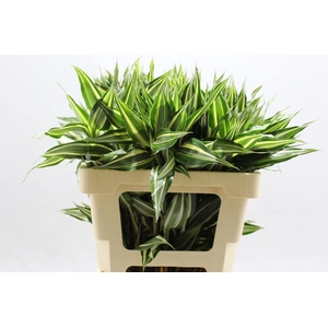 Sanderiana Victory 60 Cm