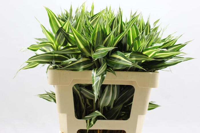 <h4>Sanderiana Victory 60 Cm</h4>