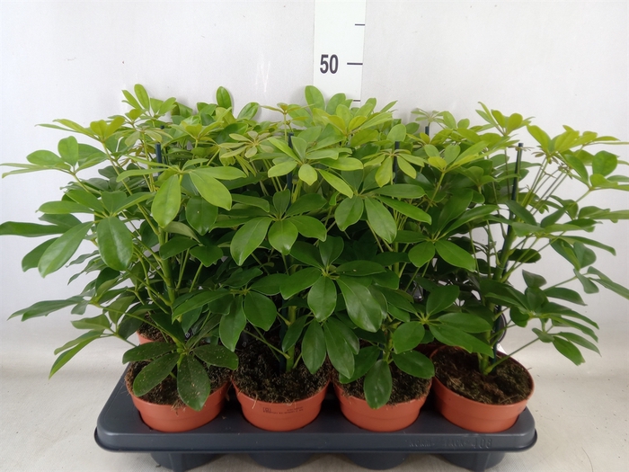 <h4>Schefflera arbor. 'Nora'</h4>