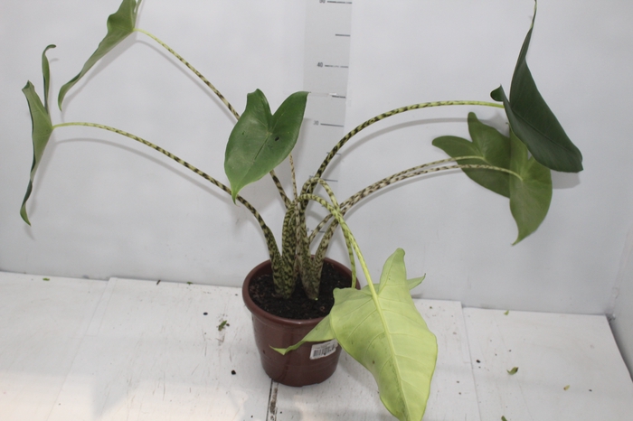 <h4>ALOCASIA ZEBRINA P17</h4>