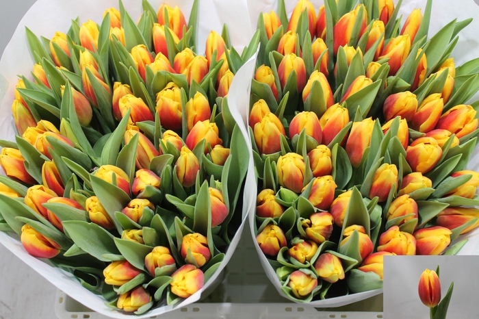 <h4>TU EN BOMBITA</h4>