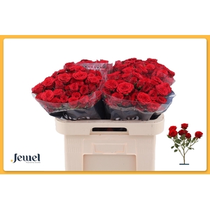R TR VELVET BLOSSOMS