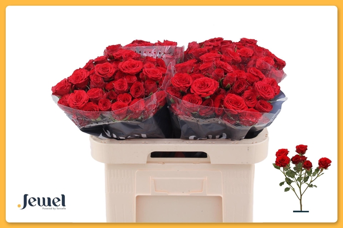 <h4>R TR VELVET BLOSSOMS</h4>