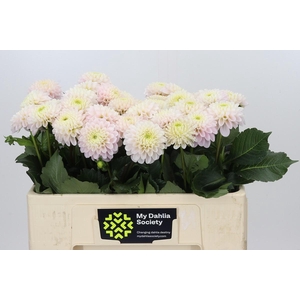 Dahlia Light Wizard