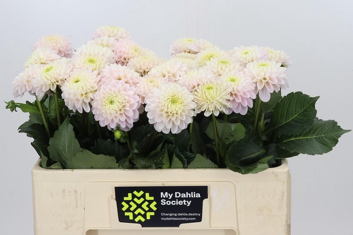 <h4>Dahlia Light Wizard</h4>