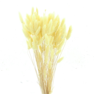 Dried Lagurus Bleached Light Yellow Bs