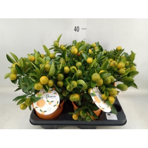 Citrofortunella mic.