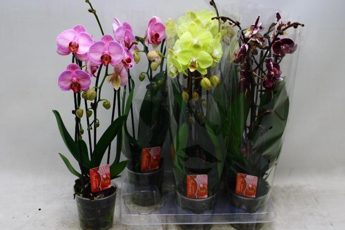 <h4>PHAL EL CASCADE</h4>