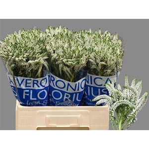 Veron Smart Wave 60cm