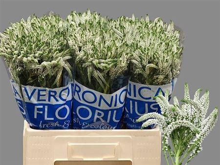 <h4>Veron Smart Wave</h4>