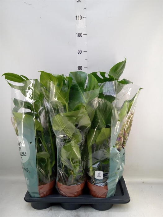<h4>Monstera delic.</h4>