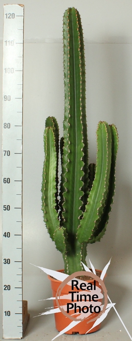 <h4>EUPHOR ABYSSINICA</h4>