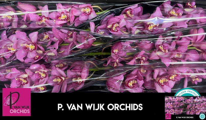 <h4>CYMB T CYNTHIA</h4>