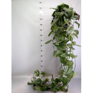 Scindapsus pictus 'Trebie'