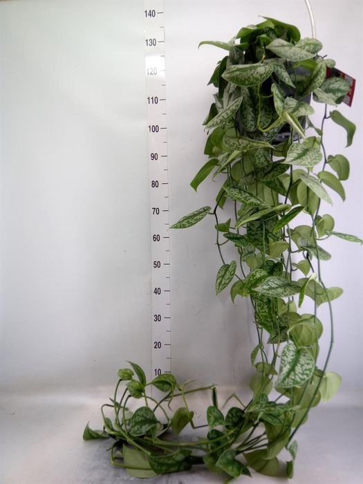 <h4>Scindapsus pictus 'Trebie'</h4>