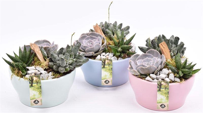 <h4>Keramiek schaal kl.mix 18.5cm</h4>