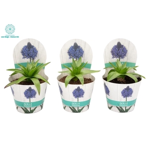 Scilla Caribbean Jewels Sapphire B