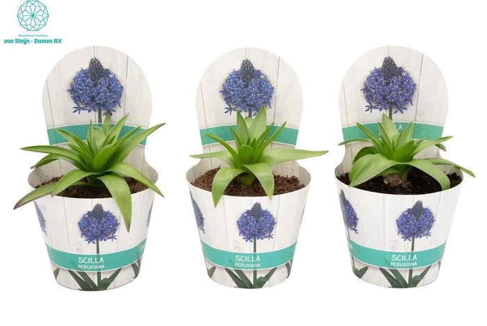 <h4>Scilla Caribbean Jewels Sapphire B</h4>