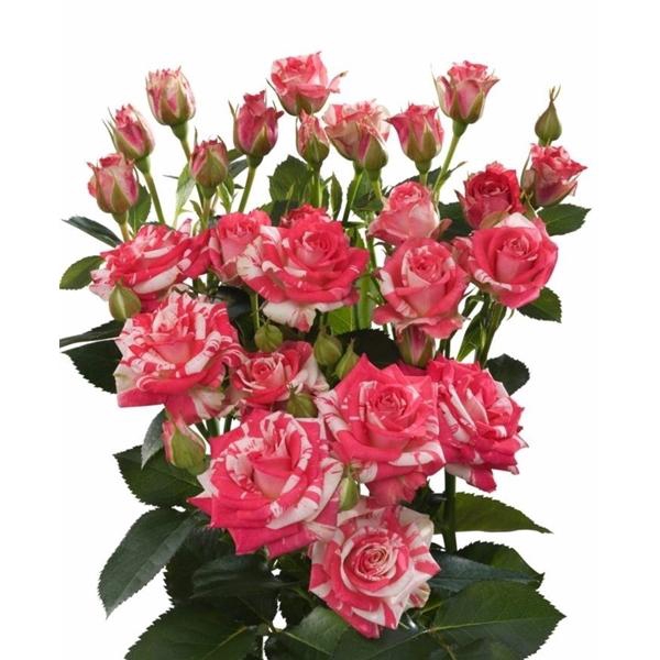 Rosa TR 'Fireworks' BRAAM