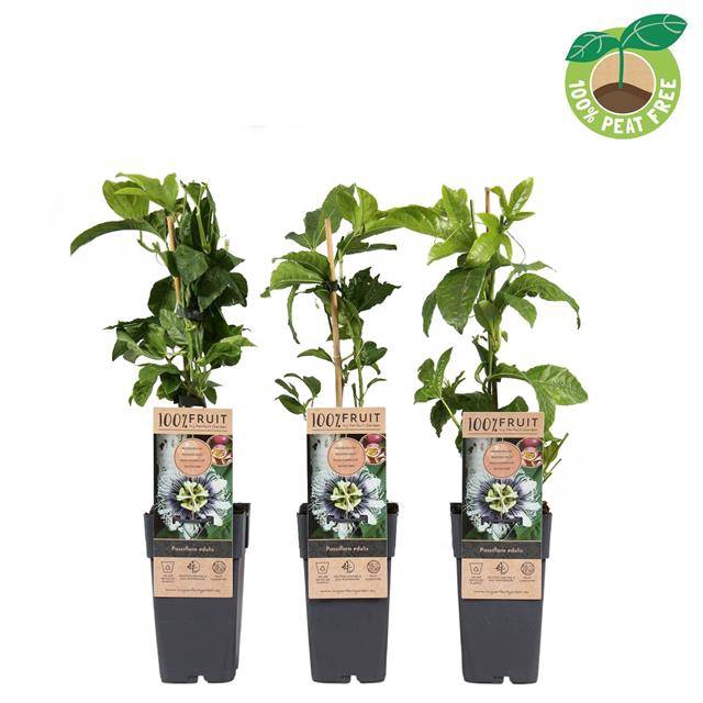 <h4>Passiflora edulis</h4>