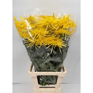 Chrys Gp Veneri Yellow