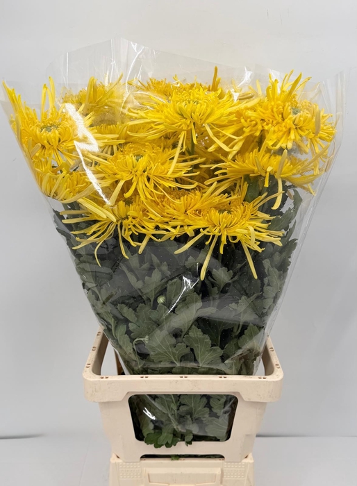 <h4>Chrys Gp Veneri Yellow</h4>