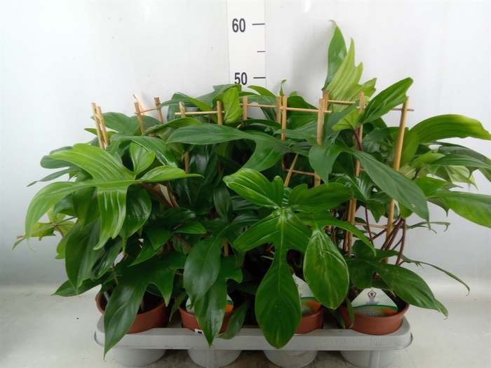 <h4>Philodendron   ...</h4>