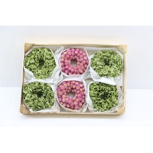 Wr Hydrangea Annabelle Gomph Mix 12cm