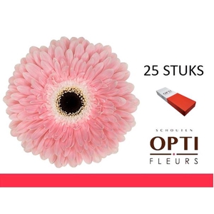 GE GR GRACELAND-Doos