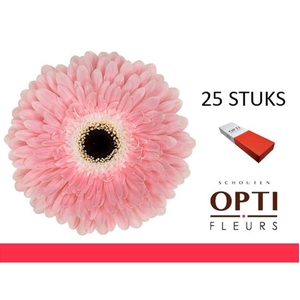 GE GR GRACELAND-Doos