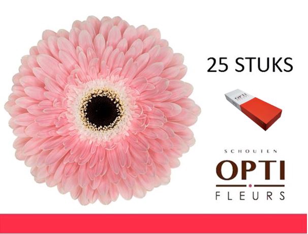 <h4>GE GR GRACELAND-Doos</h4>