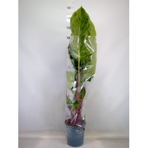 Alocasia   ...