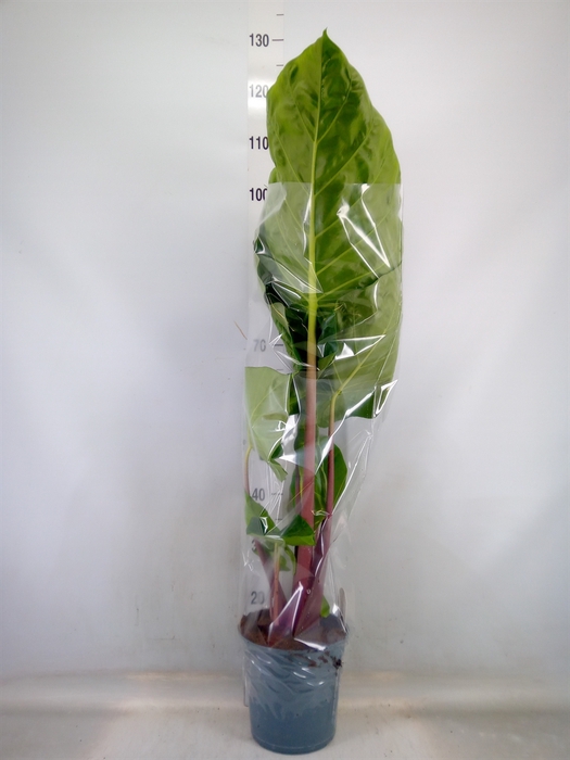 <h4>Alocasia   ...</h4>