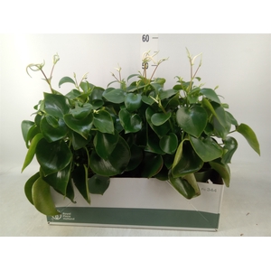 Peperomia polybotrya 'Raindrop'