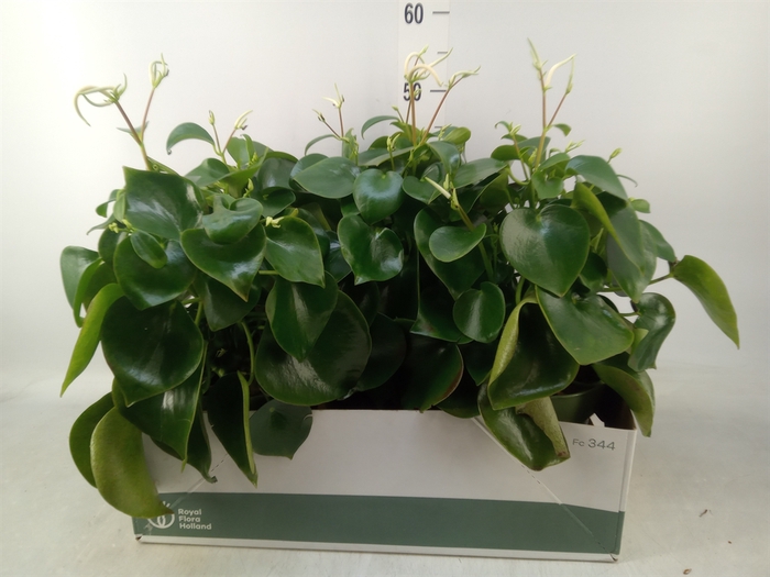 <h4>Peperomia polybotrya 'Raindrop'</h4>