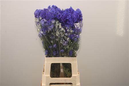 <h4>Delph D Bijou Aquam</h4>