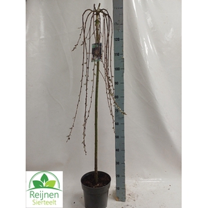 SALIX CAP KILMARNOCK