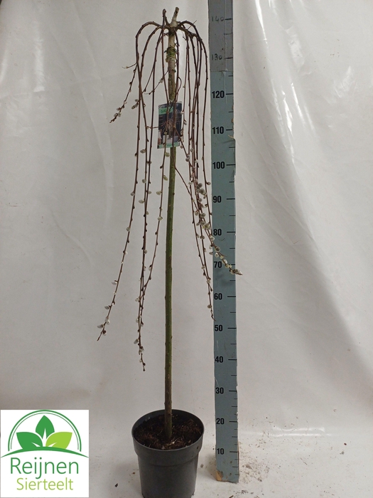 <h4>SALIX CAP KILMARNOCK</h4>